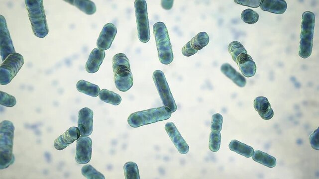 Bacteroides fragilis bacteria, 3D animation showing slowly rotating anaerobic rod-shaped cells, illustrating gut microflora and opportunistic infection.