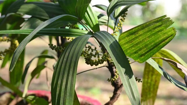 Rhapis gracilis or&nbsp;slender bamboo palm flowers. It&nbsp;is a multi-stemmed&nbsp;palm tree&nbsp;native to southern&nbsp;China. Its stems are thin to only 10 mm in diameter.