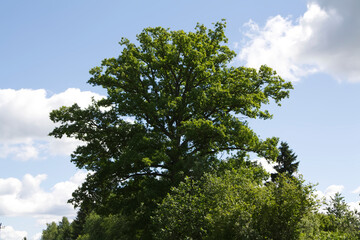 Fototapeta premium Large Green Oak Tree Against Blue Sky with Clouds