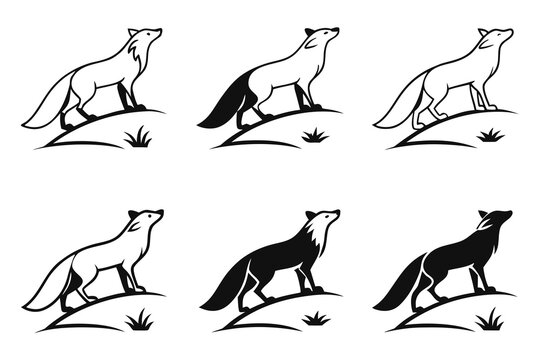 Black and white fox running in different poses