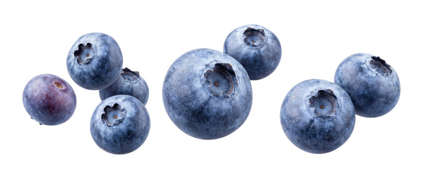 Fresh blueberries floating in air on transparent background