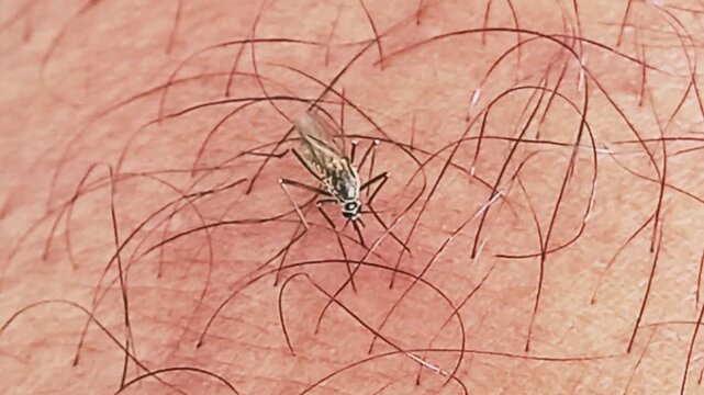 Mosquito biting on human skin. Mosquito on human skin.