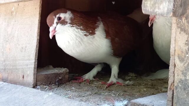 Footage of Pigeons. Two brown and white pigeons in a nest.