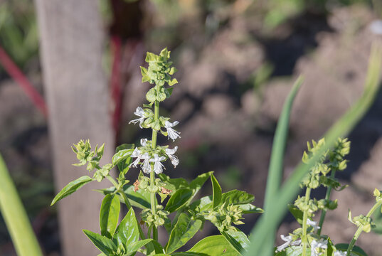 White sweet basil flowers blooming on plant stem closeup