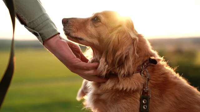 Owner gives treat and shakes paw of cocker spaniel dog on rural field at sunset man feeds friendly cocker spaniel dog in summer park man trains cute dog companion in summer sunset field closeup