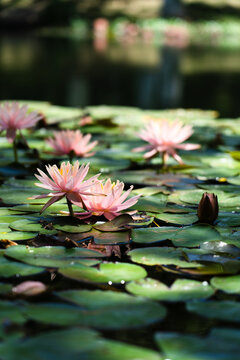 The water lilies are blooming in the water, shining brightly.