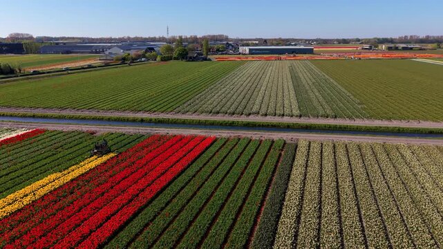 Aerial drone shot of agricultural machinery working on rows of yellow and red tulips within vast patchwork fields separated by a water canal in the Netherlands countryside.