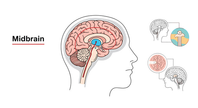 Detailed medical illustration of the midbrain within the human brain showing anatomical sections and structures for scientific study.
