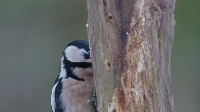 Great spotted woodpecker female sitting on a dead branch with snow and pecking on a hazelnut at a woodpecker forge, head portrait, winter, north rhine westphalia, (dendrocopos major), germany