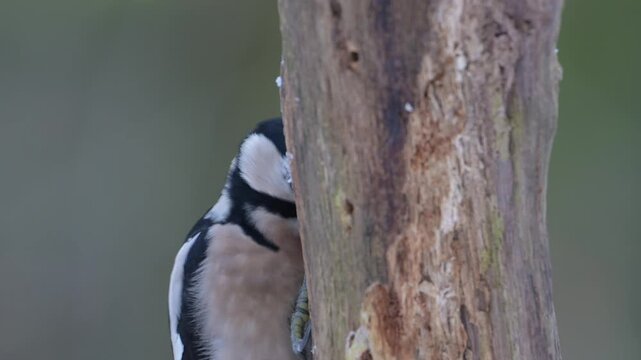 Great spotted woodpecker female sitting on a dead branch with snow and pecking on a hazelnut at a woodpecker forge, head portrait, winter, north rhine westphalia, (dendrocopos major), germany