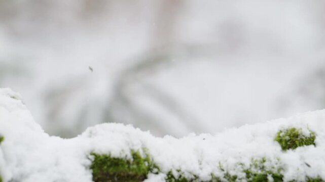 A male hawfinch searches for food in the snowfall on a dead tree trunk, north rhine westphalia, winter, (coccothraustes coccothraustes), germany