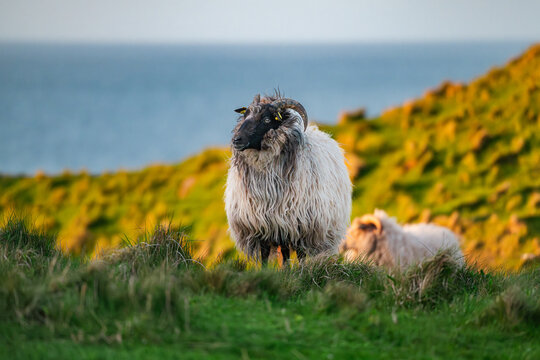 Heidschnucken (Schafe) auf Helgoland in der N&auml;he der Sehensw&uuml;rdigkeit &bdquo;Lange Anna&ldquo;	