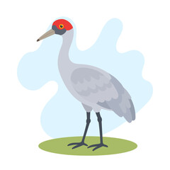 Fototapeta premium Brolga crane standing in flat vector style. Brolga crane illustration showcases Antigone rubicunda with elegant wetland bird appeal.
