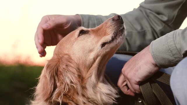 Man owner strokes faithful cocker spaniel dog sitting nearby in park at sunset light owner shows love stroking spaniel dog in country park owner with red-haired dog rest together in dusk park closeup