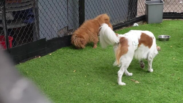 Two dogs socializing in a fenced dog park on green turf, showing playful pet interaction and outdoor daycare lifestyle footage.