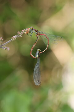Pair of damselflies mating on plant stem with soft green bokeh background, macro nature close up