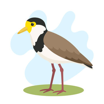 Masked lapwing standing in flat vector style. Masked lapwing illustration featuring Vanellus miles, masked lapwing bird artwork.