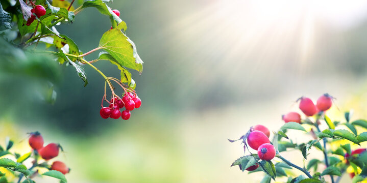 Red viburnum and rosehip berries in sunlight with sun rays on blurred green background, panoramic autumn backdrop