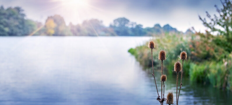 Dry teasel flower heads near scenic lake with sun rays and misty morning light, panoramic autumn landscape