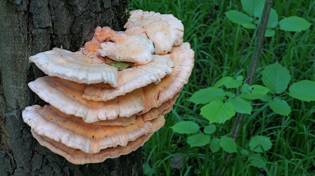Yellow mushrooms Laetiporus sulphureus bracket fungus on a tree trunk in the spring forest.  
