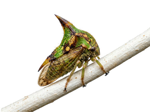 Thornbug Treehopper Insect on White Twig Isolated on White Background &ndash; Ultra Detailed Macro Wildlife Portrait