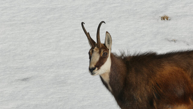 View of a chamois with hooked horns standing in the snow on the slopes of La Dole Gingins, Vaud, Switzerland.