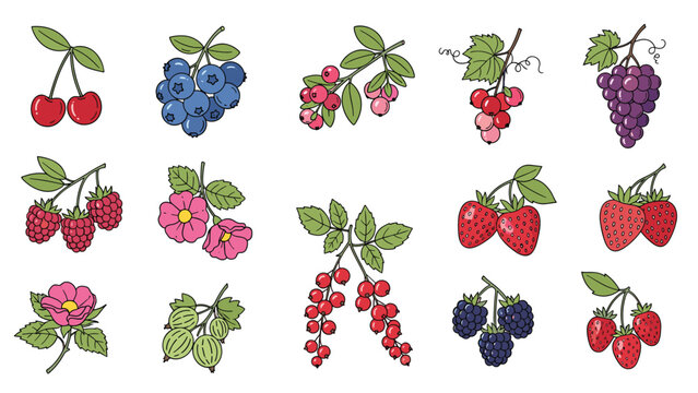 Large collection of detailed botanical berry illustrations including strawberries raspberries and blueberries.