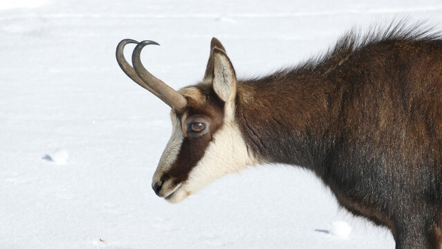 View of a chamois profile with curved horns and dark fur standing against a bright snowy background at La Dole in Gingins, Vaud, Switzerland.