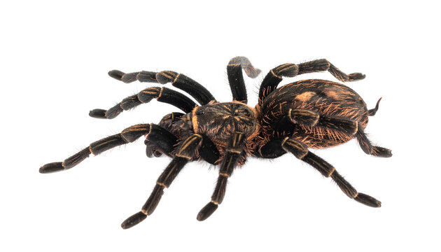 Closeup of a large tarantula spider isolated on transparent background