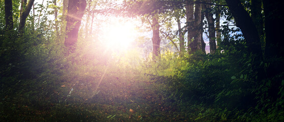 Bright sun rays between trees in green forest, magical light in forest glade, panoramic natural background for design © Volodymyr