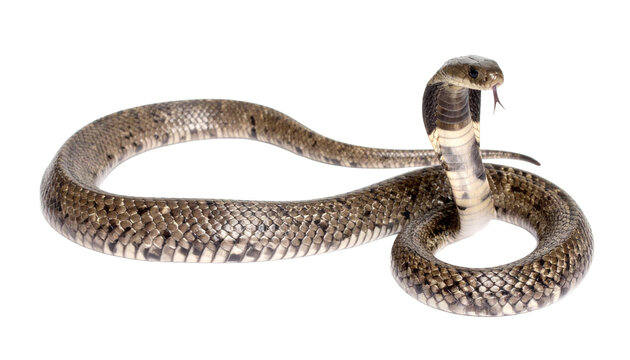 Monocled cobra snake with hood flared and tongue out isolated on transparent background