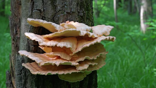 Yellow mushrooms Laetiporus sulphureus bracket fungus on a tree trunk in the spring forest.  