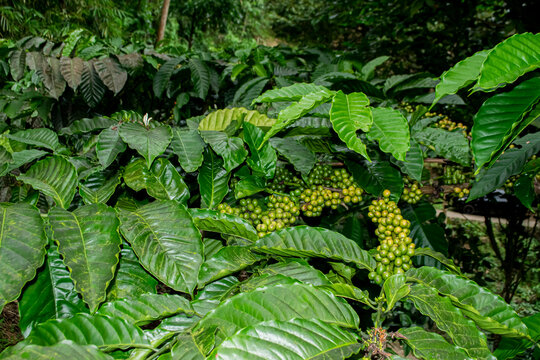 unripe coffee cherries on the plant branch.