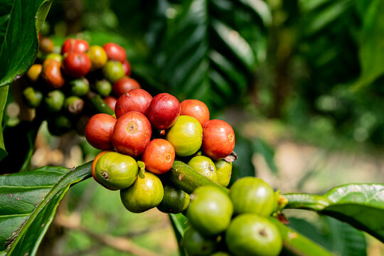 unripe coffee cherries on the plant branch.