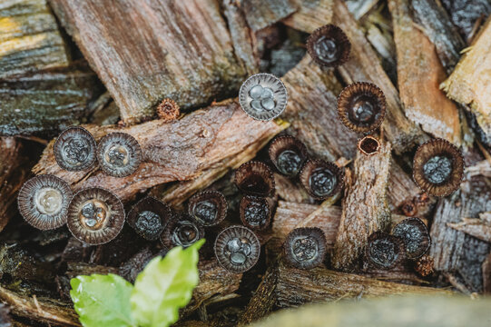 Bird&rsquo;s Nest Fungus Mushrooms in Costa Rica - Sarah Lutke Wild - Wildlife Photography