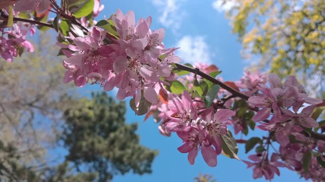 Close-up of vibrant flowering wild apple Malus branch blooming with pink blossoms and green leaves sways in wind under vivid blue sky with soft white clouds on bright sunny spring day.