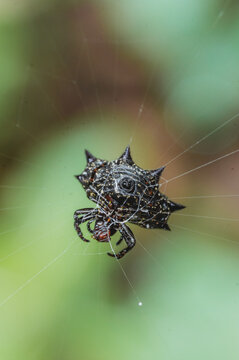 Spiny Backed Orbweaver Spider in Web in Costa Rica - Sarah Lutke Wild - Insect Photography
