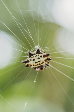 Spiny Backed Orbweaver Spider in Web in Costa Rica - Sarah Lutke Wild - Insect Photography