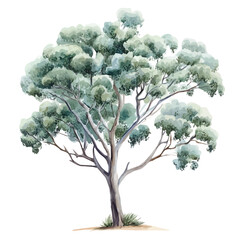 watercolor vector of Eucalyptus Tree isolated on a white background. © yalora