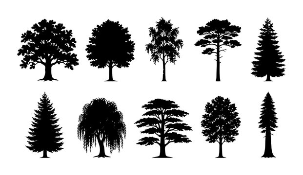 Collection of forest tree silhouettes showcasing oak birch pine willow cedar spruce and broadleaf landscape trees