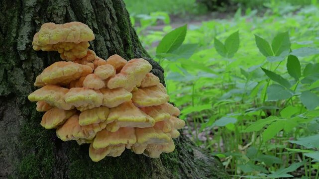 Yellow mushrooms Laetiporus sulphureus bracket fungus on a tree trunk in the spring forest.  
