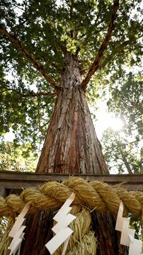 Majestic ancient sacred cedar tree trunk wrapped in traditional shinto straw rope with white paper streamers, evoking solemn serene spiritual atmosphere within quiet Japanese shrine forest