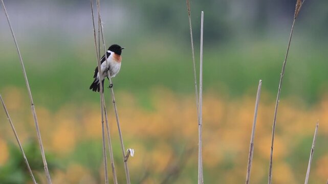 Male Siberian Stonechat Singing on Dry Grass in Wildflower Garden with Nikko Day Lilies: Hokkaido (4K with Audio)