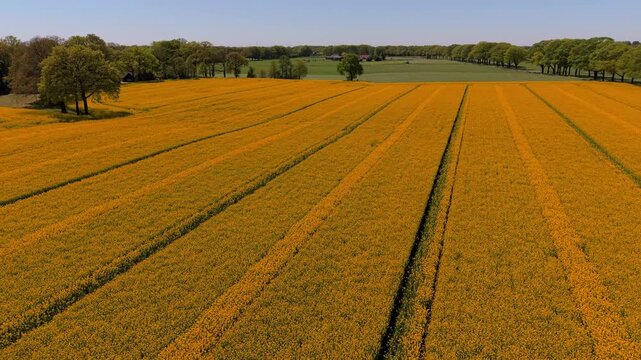 Aerial drone view over a vast blooming rapeseed field with vibrant yellow flowers and parallel tractor tracks, bordered by green trees and fields under a clear blue sky.