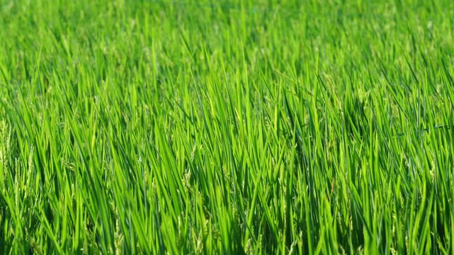 Lush green rice plants grow in a paddy field, creating a naturally textured backdrop. A close-up of young rice leaves represents agriculture, farming, sustainable food production.