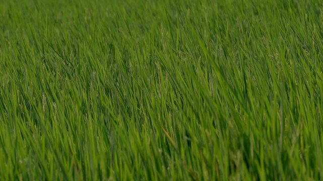 Lush green rice plants grow in a paddy field, creating a naturally textured backdrop. A close-up of young rice leaves represents agriculture, farming, sustainable food production.