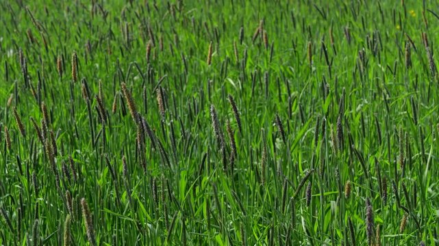 Grass waving in the wind sunny day in the meadow. Natural spring background.