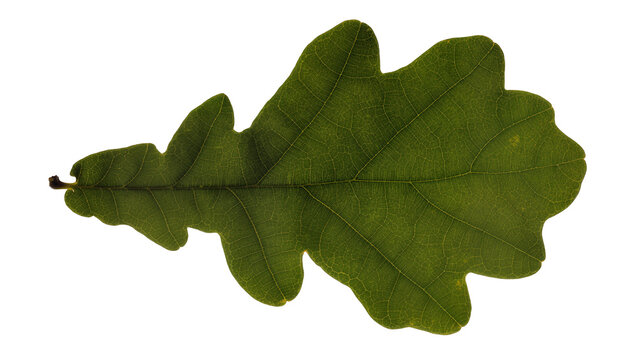 Single green oak leaf with detailed veins, isolated on transparent background