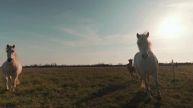 White horses and a playful brown foal running freely in a sunlit grassy field at golden hour