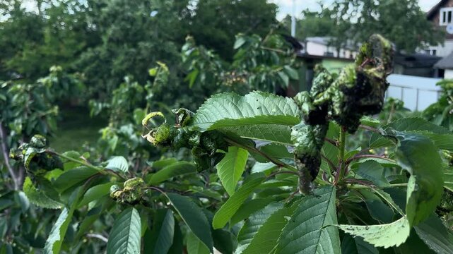 Cherry tree branches damaged by black aphids in a backyard garden
